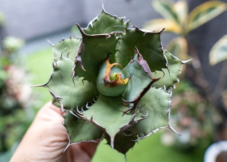 Agave titanota FO-76 A NO.2