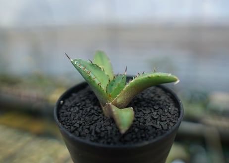 アガベ　チタノタ　FO-76　agave titanota  FO-76　No.7