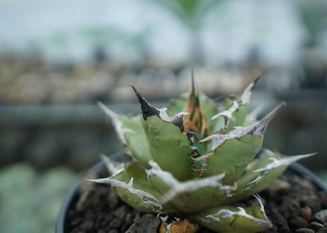アガベ　チタノタ　FO-76　agave titanota  FO-76　No.8