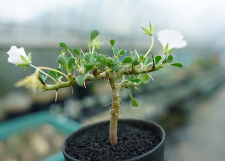 サルコカウロン バンデリエティアエ　Sarcocaulon vanderietiae　No.1