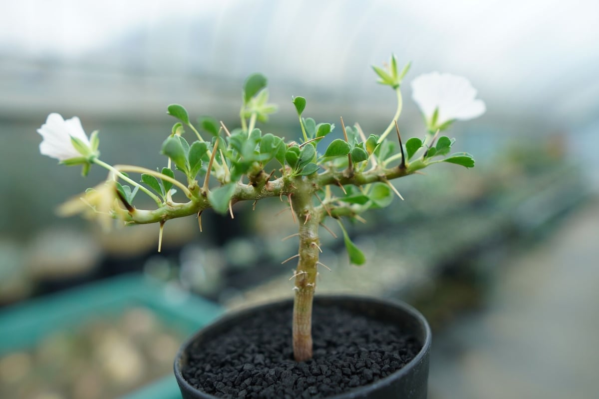 サルコカウロン バンデリエティアエ Sarcocaulon vanderietiae サルコカウロン バンデリエティアエ Sarcocaulon vanderietiae