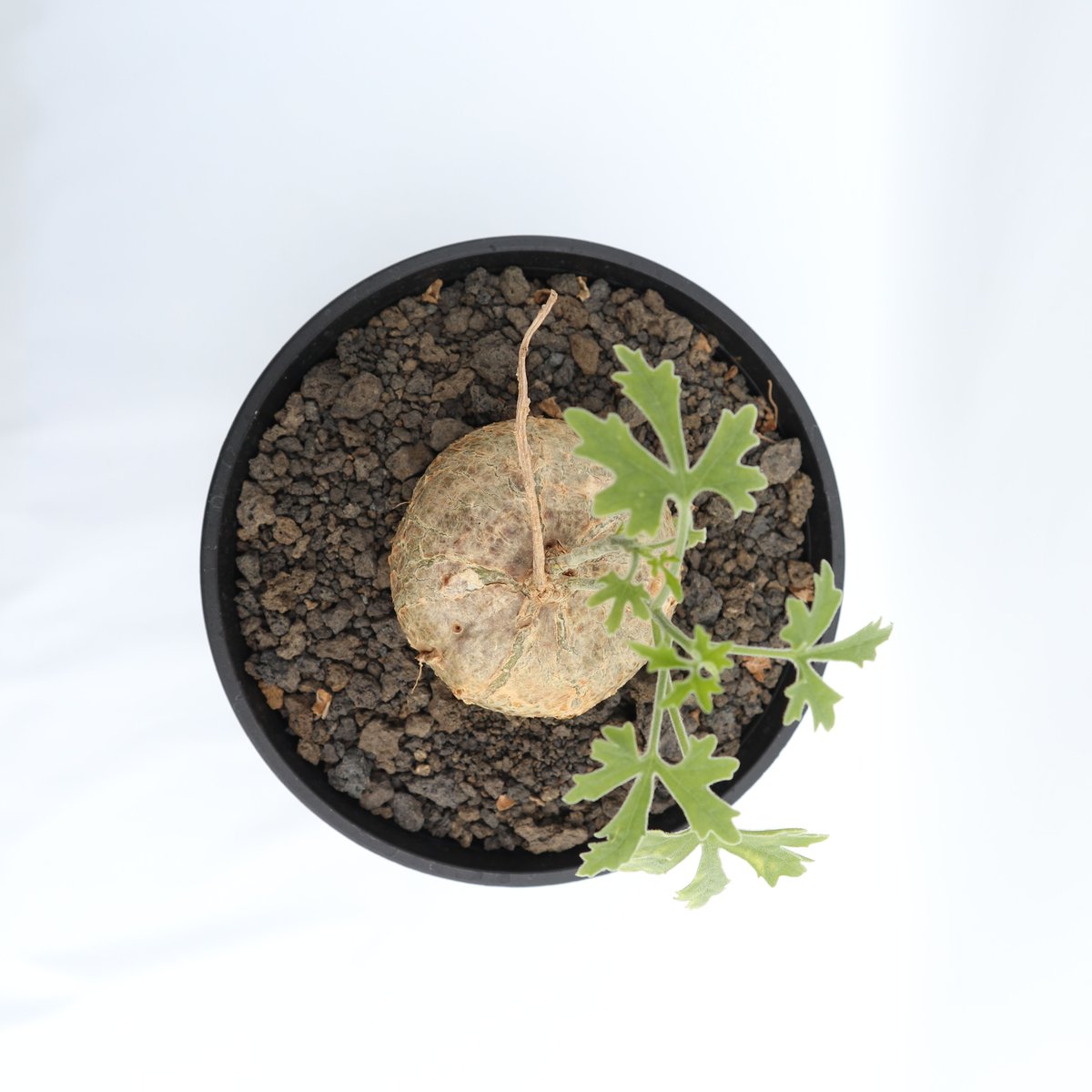 ジゴシキオス プベスセンス | mana 