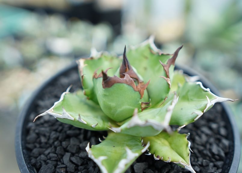 アガベ チタノタ 姫厳竜 Agave titanota dwarf No.2 | mana's