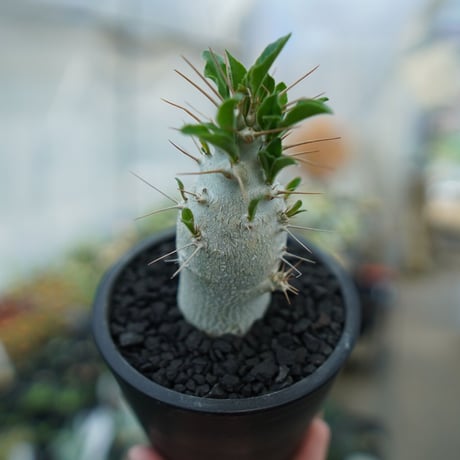 サンデルシー | STORES