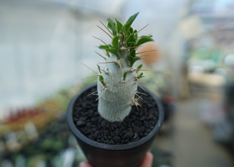 パキポディウム　サンデルシー　Pachypodeium saundersii  No.8