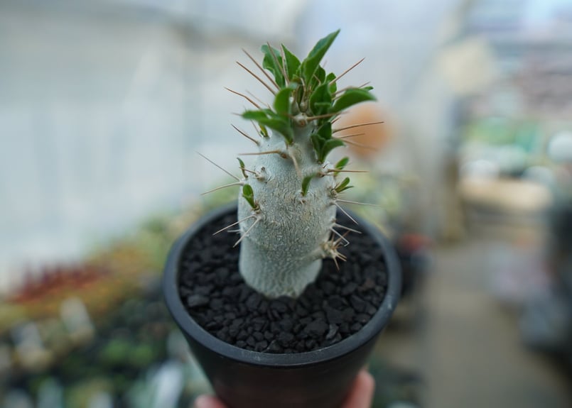 パキポディウム サンデルシー Pachypodeium saundersii No.8 |