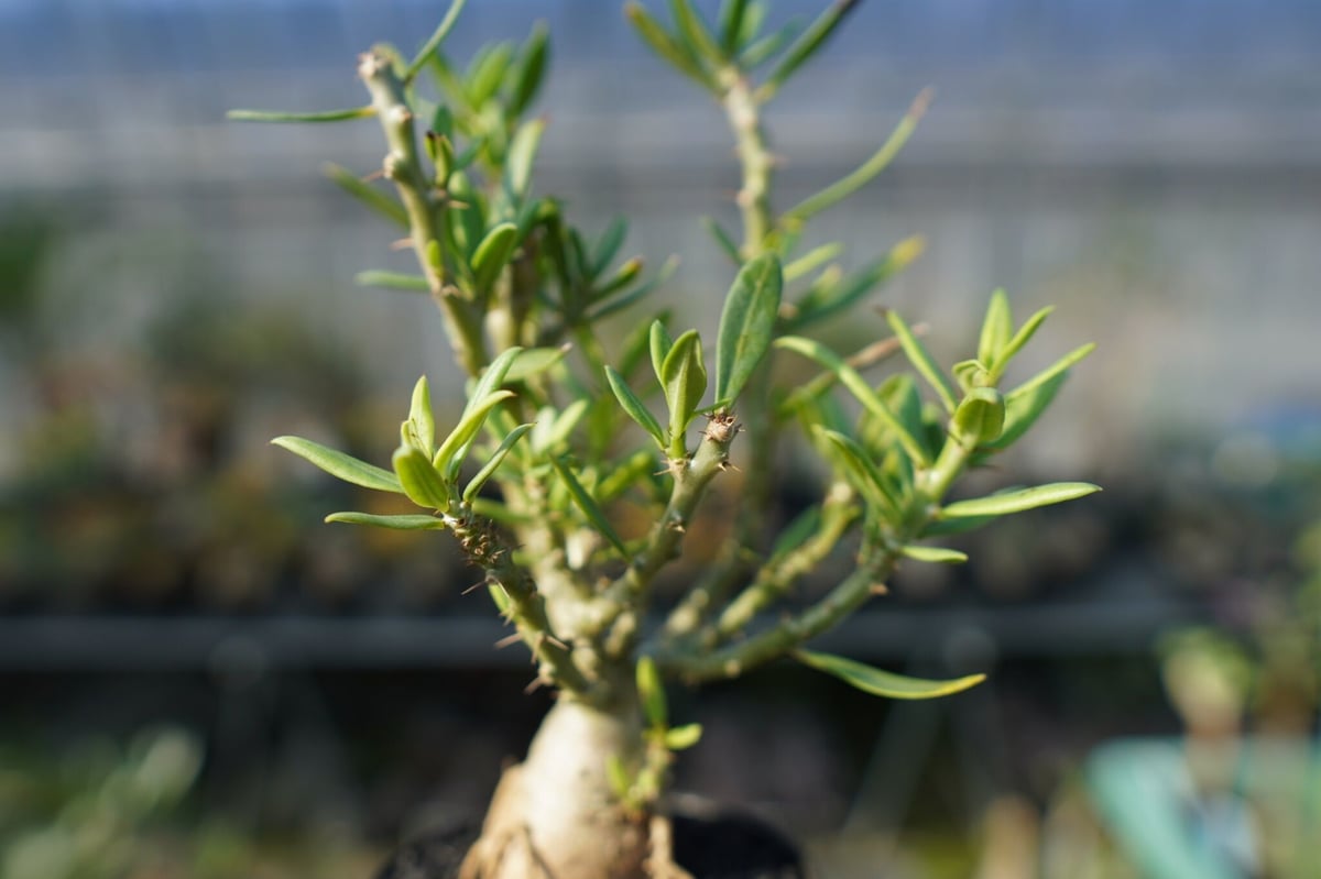 グラキリス　ビスピノーサム isla del pescado - Pachypodium bispinosum-パキポディウム