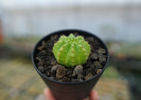 ユーフォルビア　オベサ　Euphorbia obesa  No.2