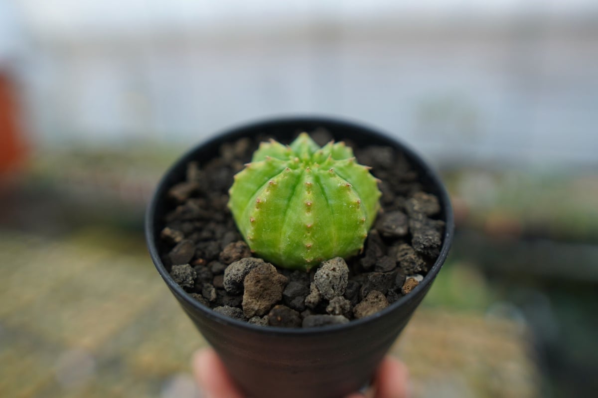 ユーフォルビア オベサ/Euphorbia obesa/OB02 》 【公式通販】 ユーフォルビア オベサ/Euphorbia obesa/OB02 》 【公式通販】