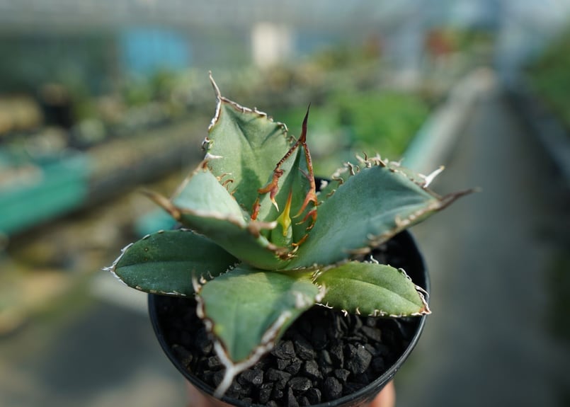 【30cm超】Agave titanota FO-76 アガベ チタノタ アガベ チタノタ FO-76 agave titanota FO-76 A3 | mana'