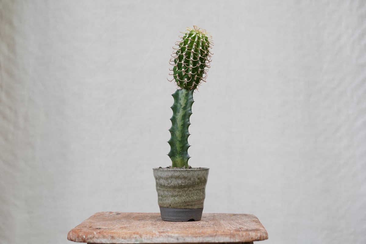 Euphorbia columnaris | mana