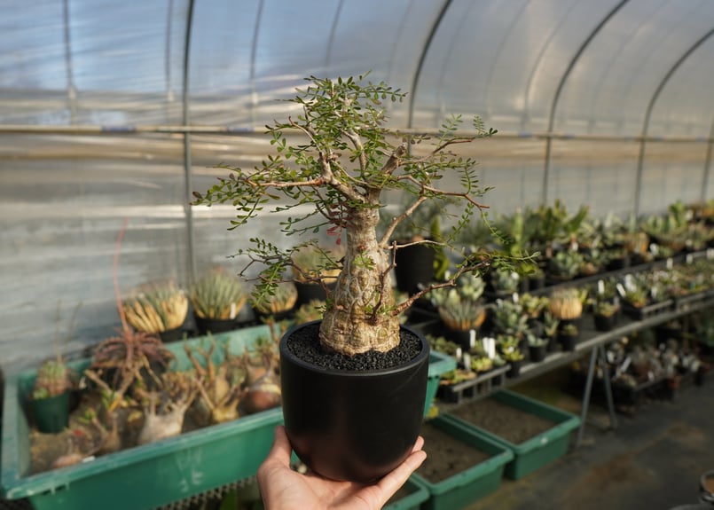 オペルクリカリア パキプス Operculicarya pachypus | mana's f