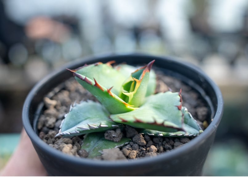 アガベ チタノタ ブルー agave titanota Blue | mana's green