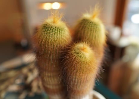 キンコウマル  Eriocactus leninghausii
