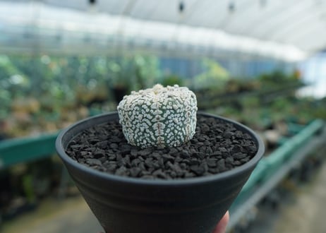 アストロフィツム　スーパー兜　Astrophytum asterias 'Superkabuto'