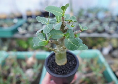 アデニウム　Adenium　No.16