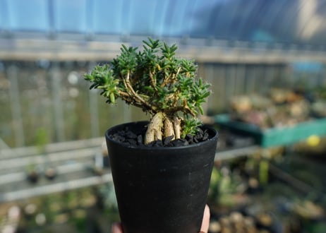 トリコディアデマ ステラツム　Trichodiadema stellatum  No.1