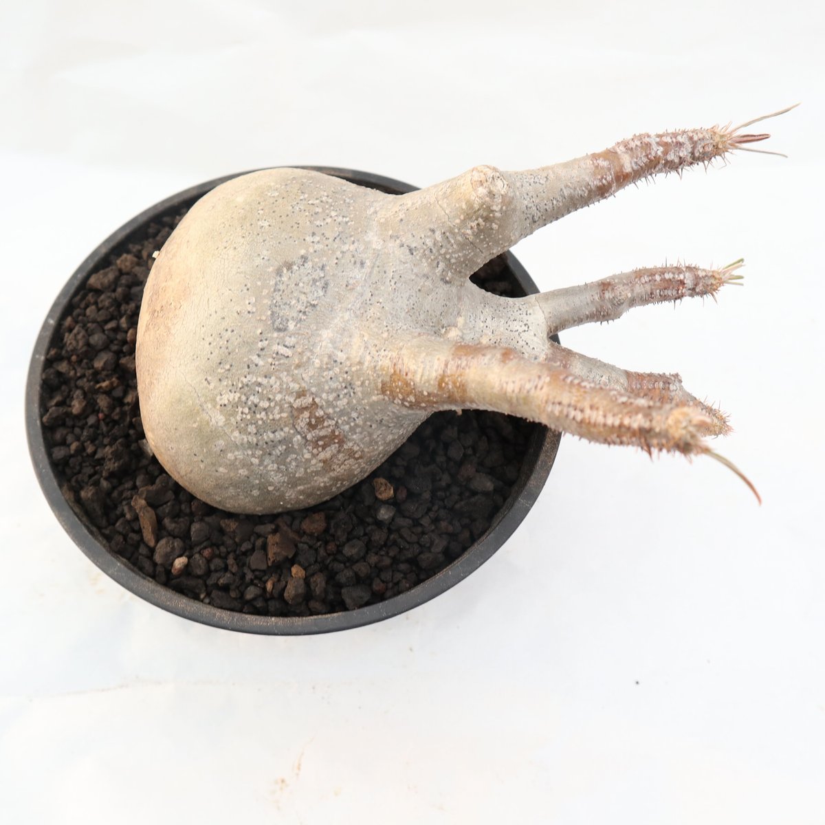 パキポディウム グラキリス no.100 | mana's farm:塊根植物・アガベ