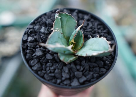 アガベ　チタノタ　 ブラックアンドブルー 　Agave titanota black and blue　No.5