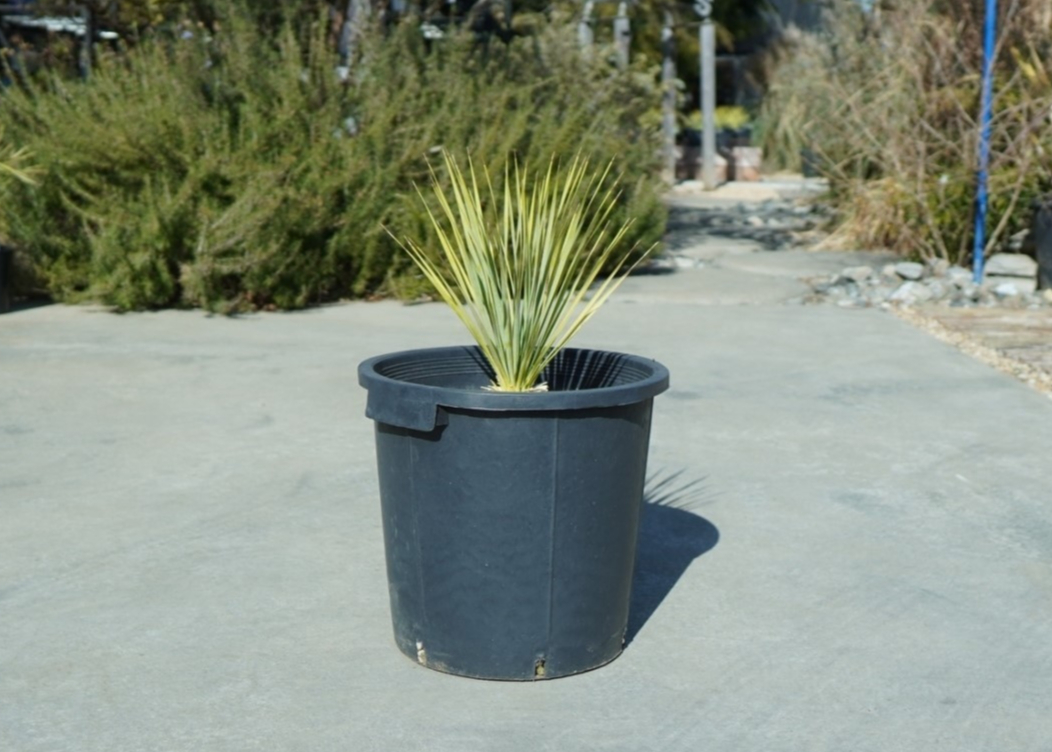 ユッカ ロストラータ yucca rostrata No.1 | mana's green:塊 ユッカ ロストラータ yucca rostrata No.1 | mana's green:塊