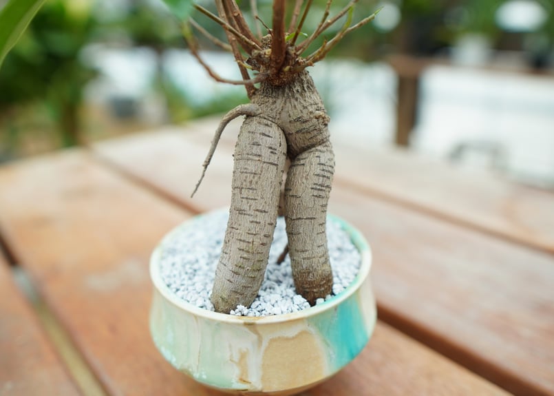 ガジュマル No.2 | mana's farm:塊根植物・アガベ・ドライガーデン植物