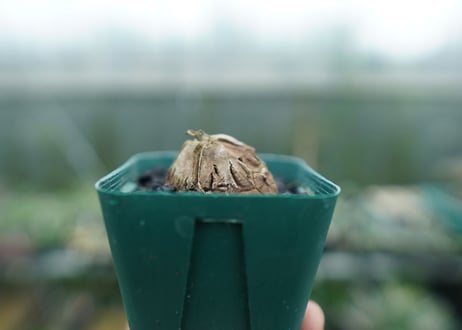 亀甲竜　Dioscorea elephantipes　No.4
