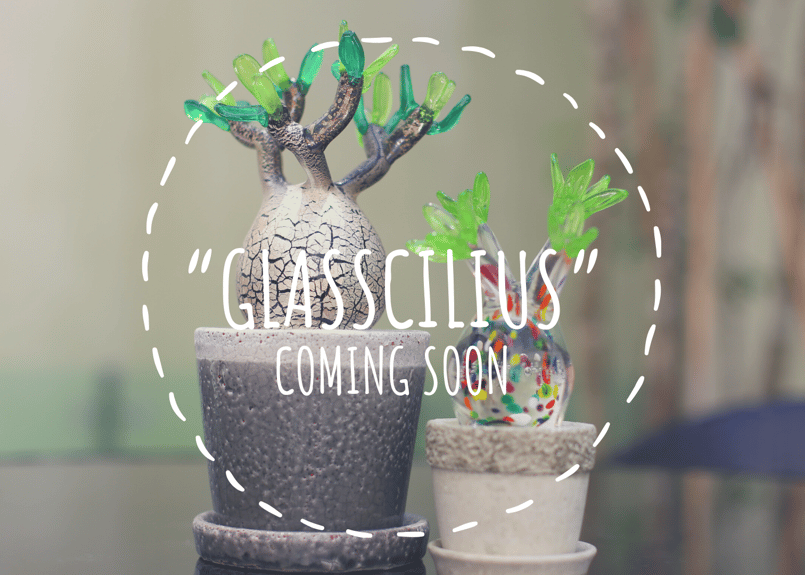 N*I様 落札キャンセルによる再出品 MOCMOC グラキリス　木製　枯れないグ 枯れない“Glasscilius black form ” no.3 | mana's far