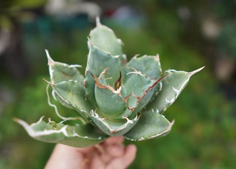 Agave titanota 白鯨 B NO.5