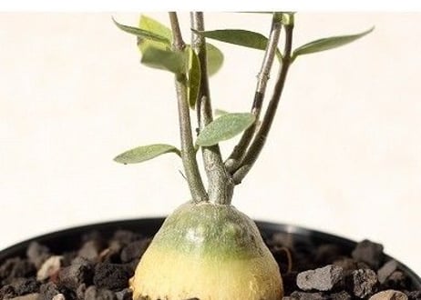 フォッケア　エデュリス　Fockea edulis　火星人
