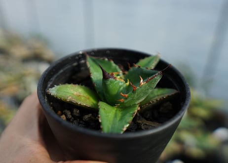 アガベ　チタノタ　ブルー　agave titanota Blue 　No.3