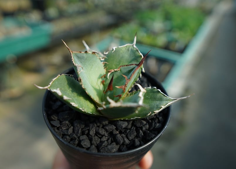 アガベ チタノタ FO76 Agave titanota 【公式通販】