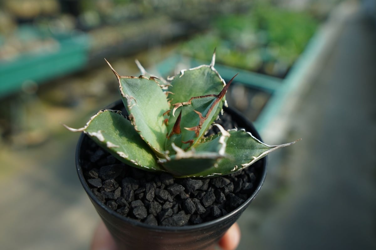 アガベ チタノタ FO-76 Agave titanota FO-76 No.2 | man