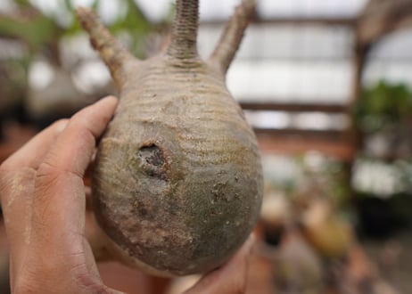 パキポディウム　グラキリス　Pachypodium gracilius　抜き苗　№123