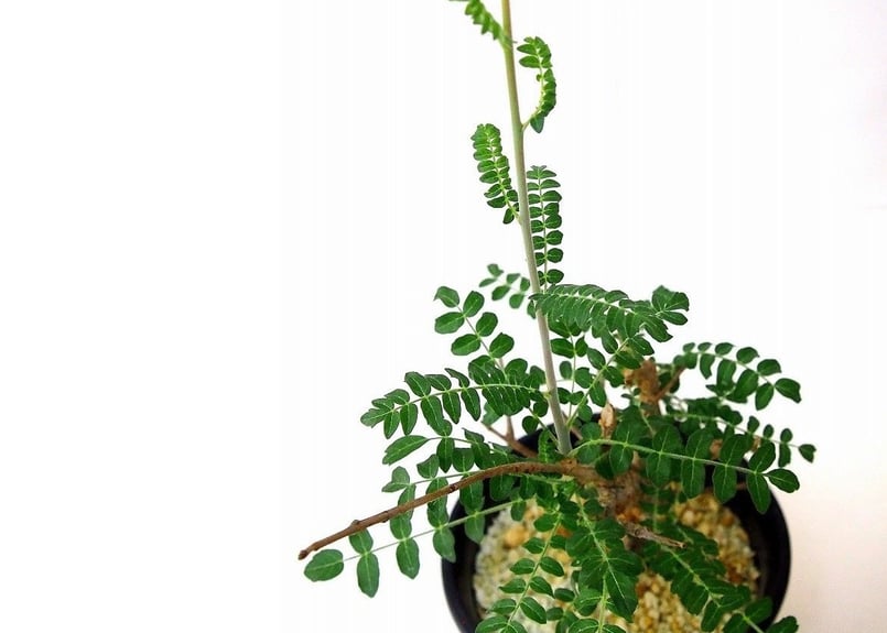 Boswellia neglecta ボスウェリア・ネグレクタ | mana's farm:塊