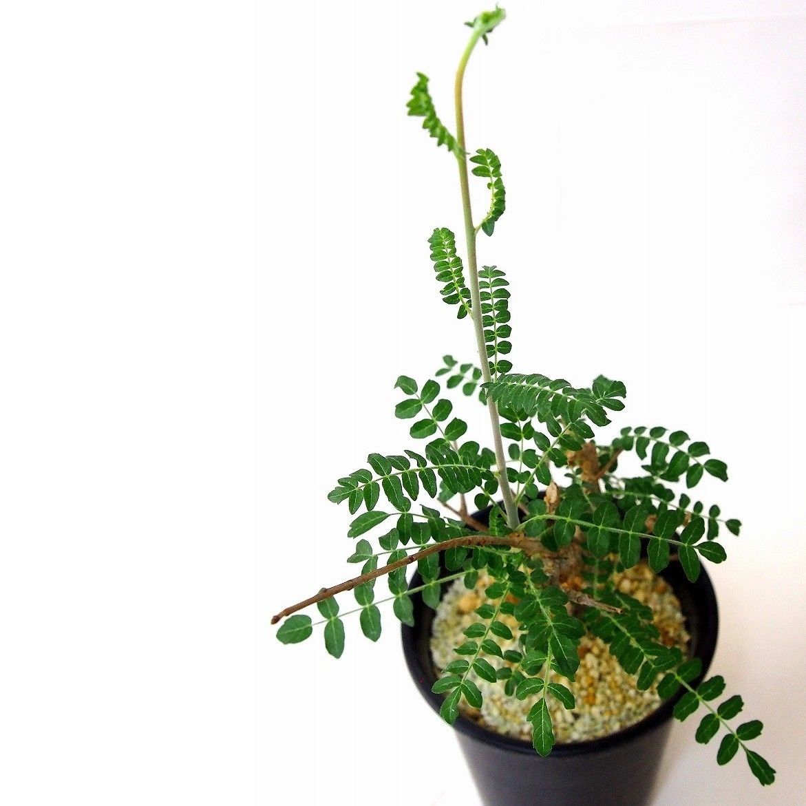Boswellia neglecta ボスウェリア・ネグレクタ | mana's farm:塊