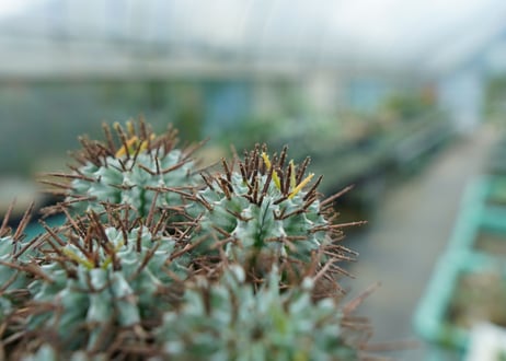 ユーフォルビア　ホリダ　Euphorbia horrida  No.1