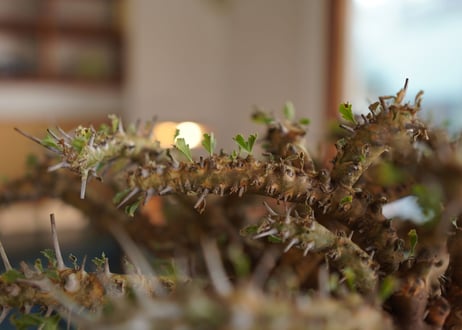 サルコカウロン クラシカウレ　Sarcocaulon crassicaule