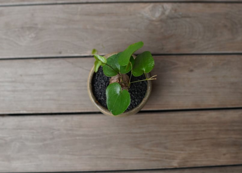 亀甲竜 ”塊根植物スターターセット” NO.2 | mana's farm:塊根植物