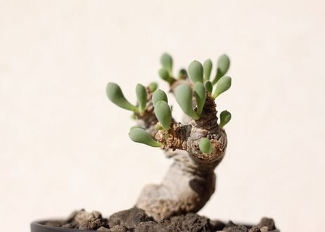 オトンナ　クラビフォリア　 Othonna clavifolia