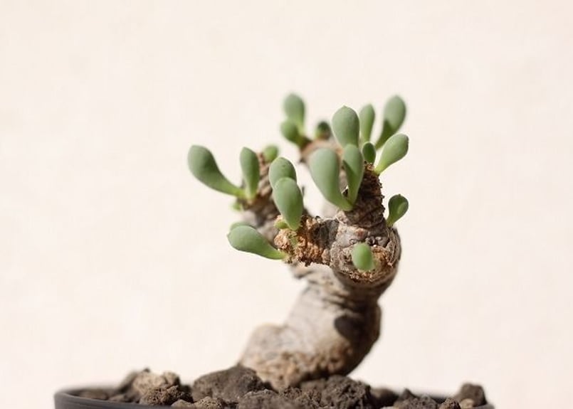 オトンナ　グラビフォリア① オトンナ・クラビフォリアの基本情報・育て方｜多肉植物・サボテン図鑑