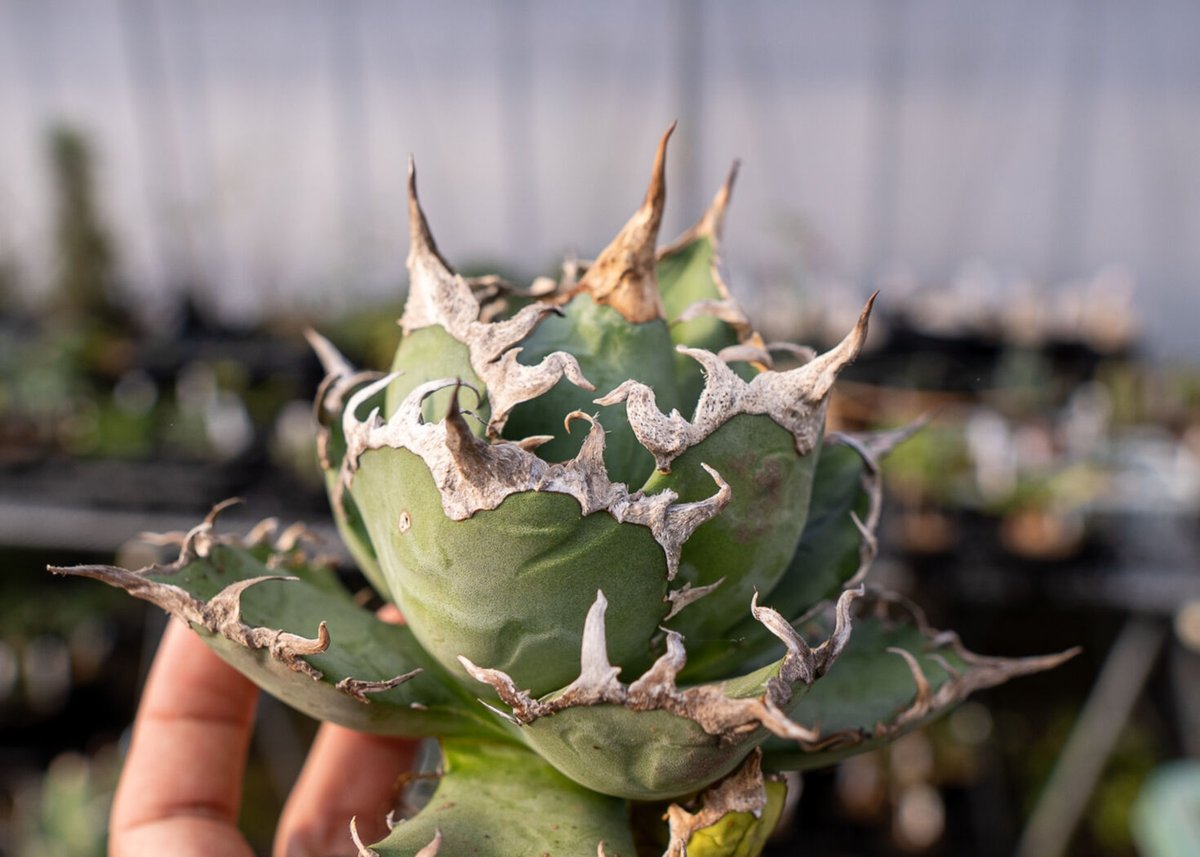 Agave titanota caesar 凱薩 | mana's green:塊根植物販売|...