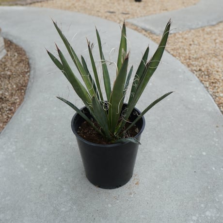 カルネロサーナ | STORES