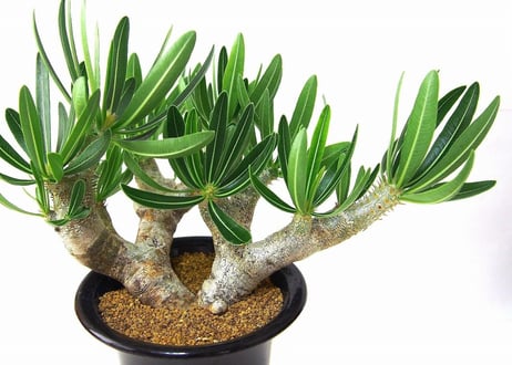 パキポディウム　イノピナツム　Pachypodium inopinatum