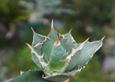 Agave titanota 白鯨 A NO.1