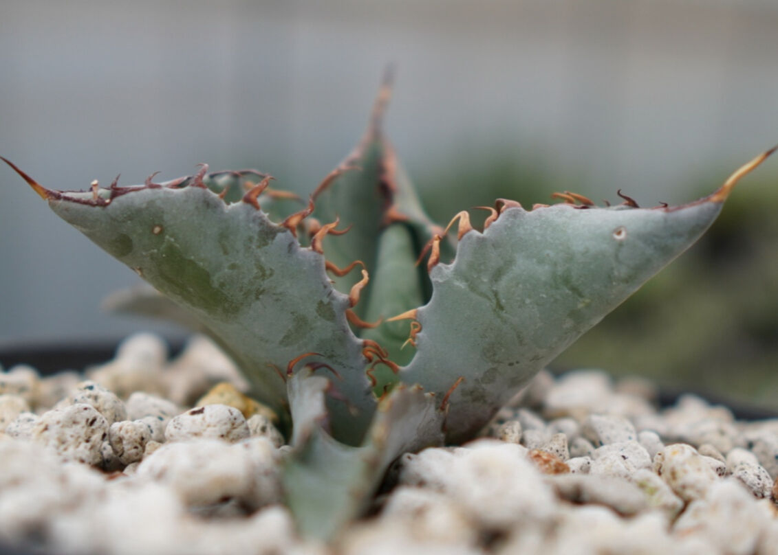 安い 価格フラワー・ガーデニング - アガベ マルガリータ