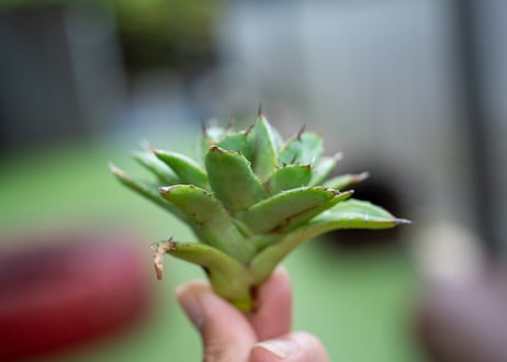 アガベ　フィリグリー　カキコ株