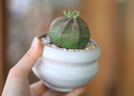 ユーフォルビア オベサ　Euphorbia obesa