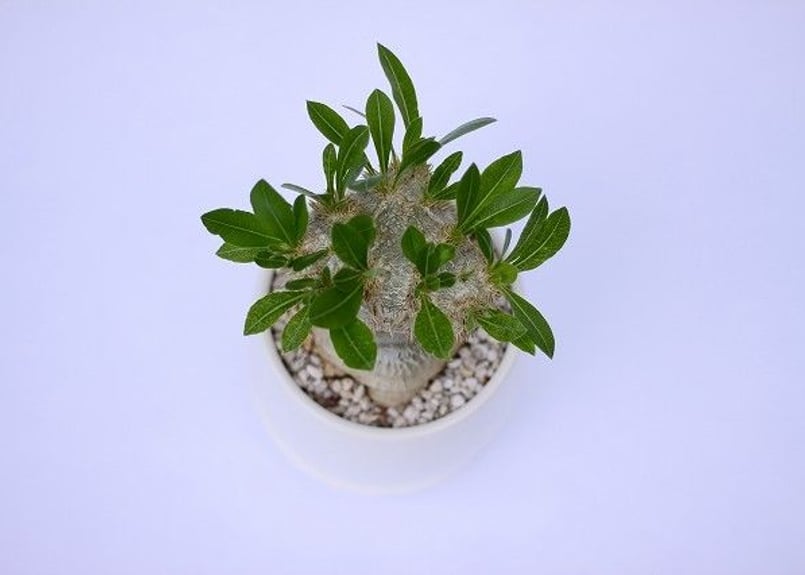 パキポディウム　ブレビカウレ　恵比寿笑　塊根植物 園芸ネット本店｜[ザ・ファームセレクト][送料無料]パキポディウム