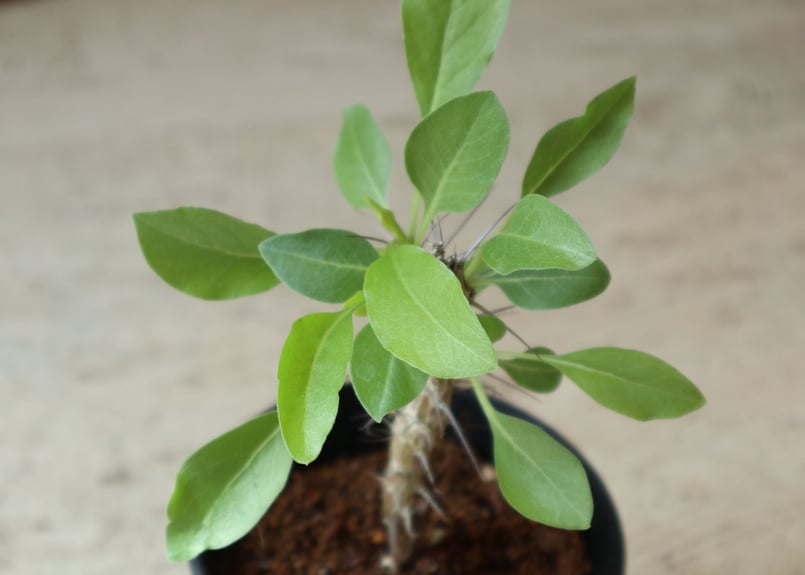 フォークイエリア ディグエッティ < b > | mana's farm:塊根植物