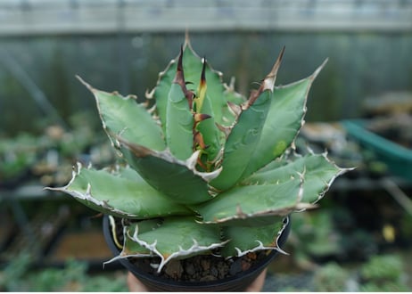 アガベ　チタノタ　FO-76　agave titanota  FO-76  No.2